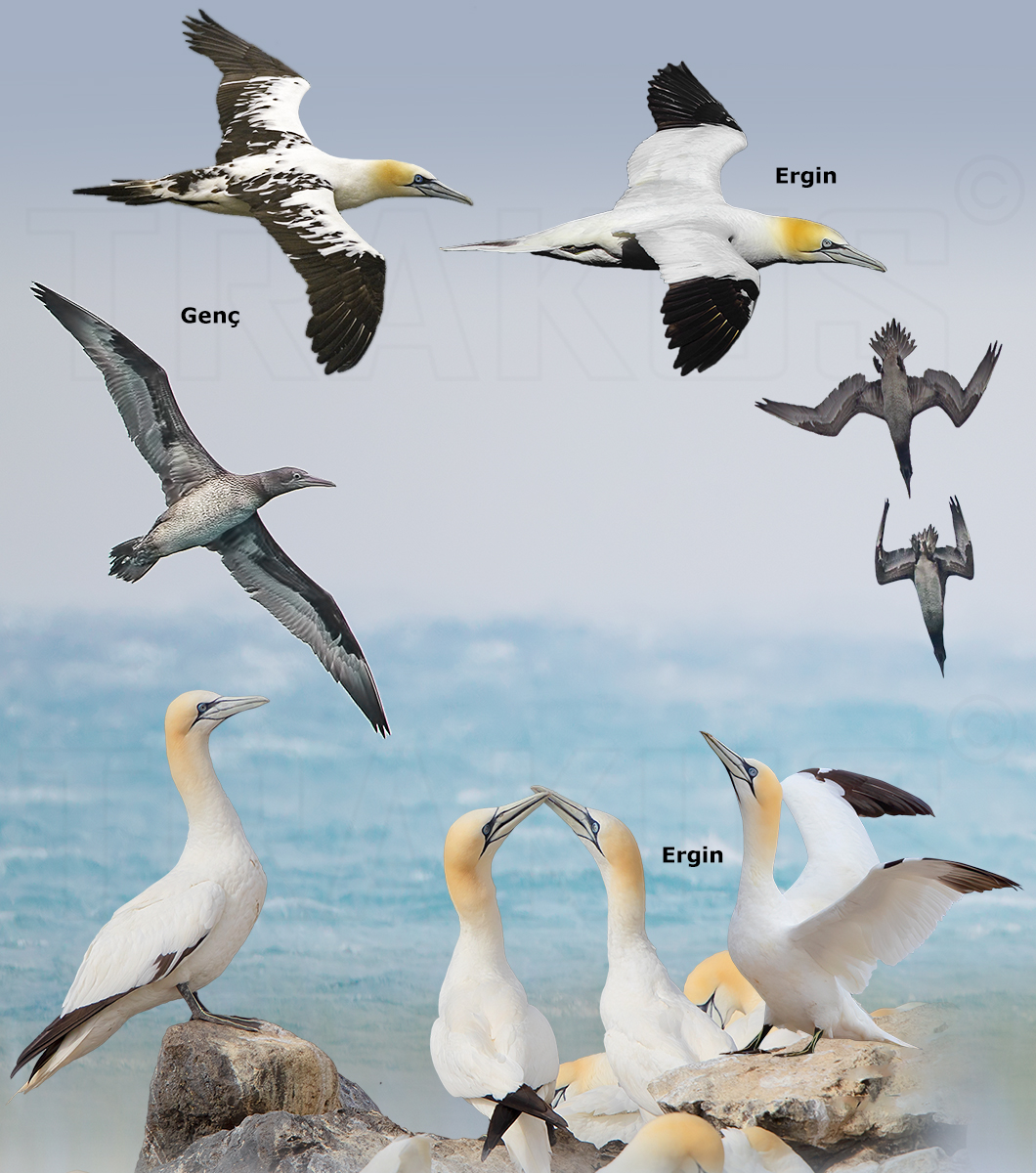 Northern Gannet