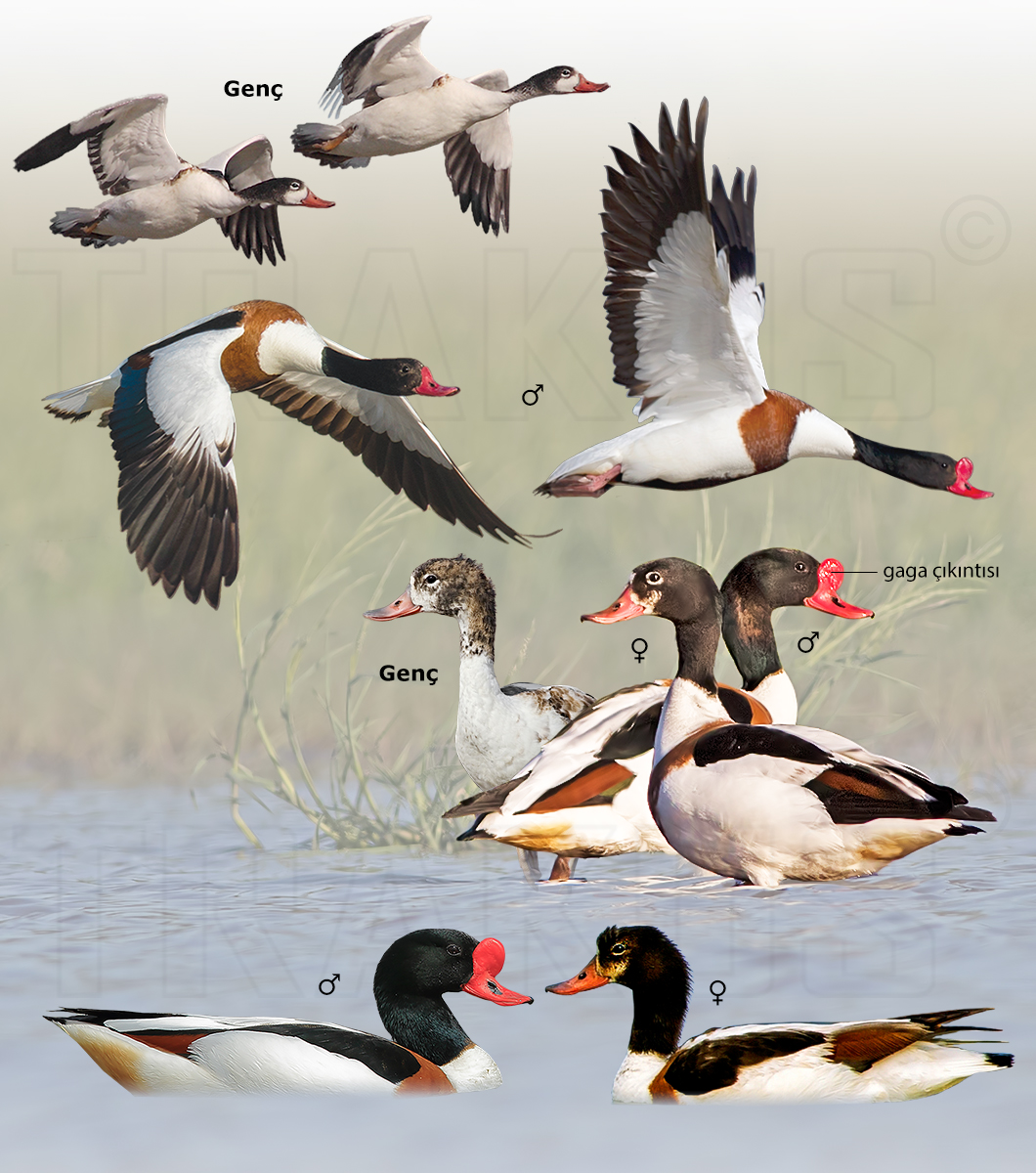 Common Shelduck