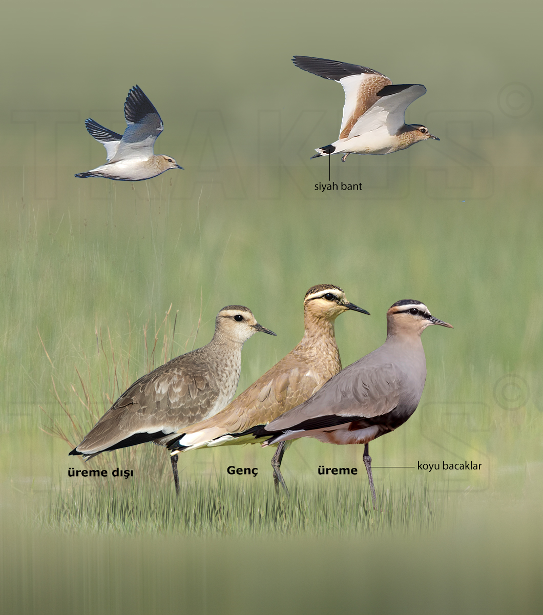 Sociable Lapwing