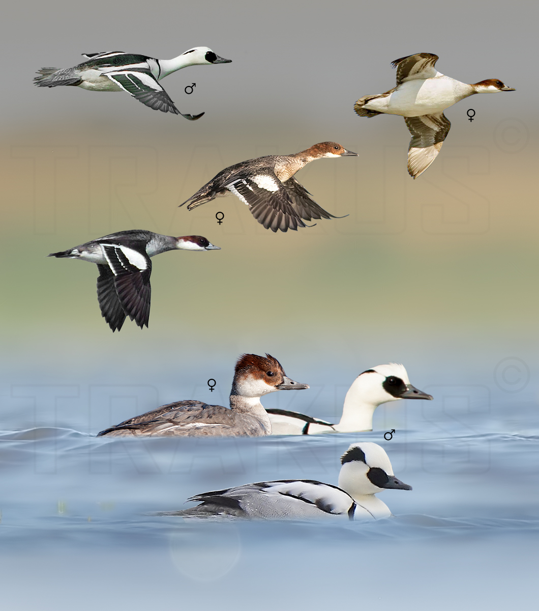 Smew