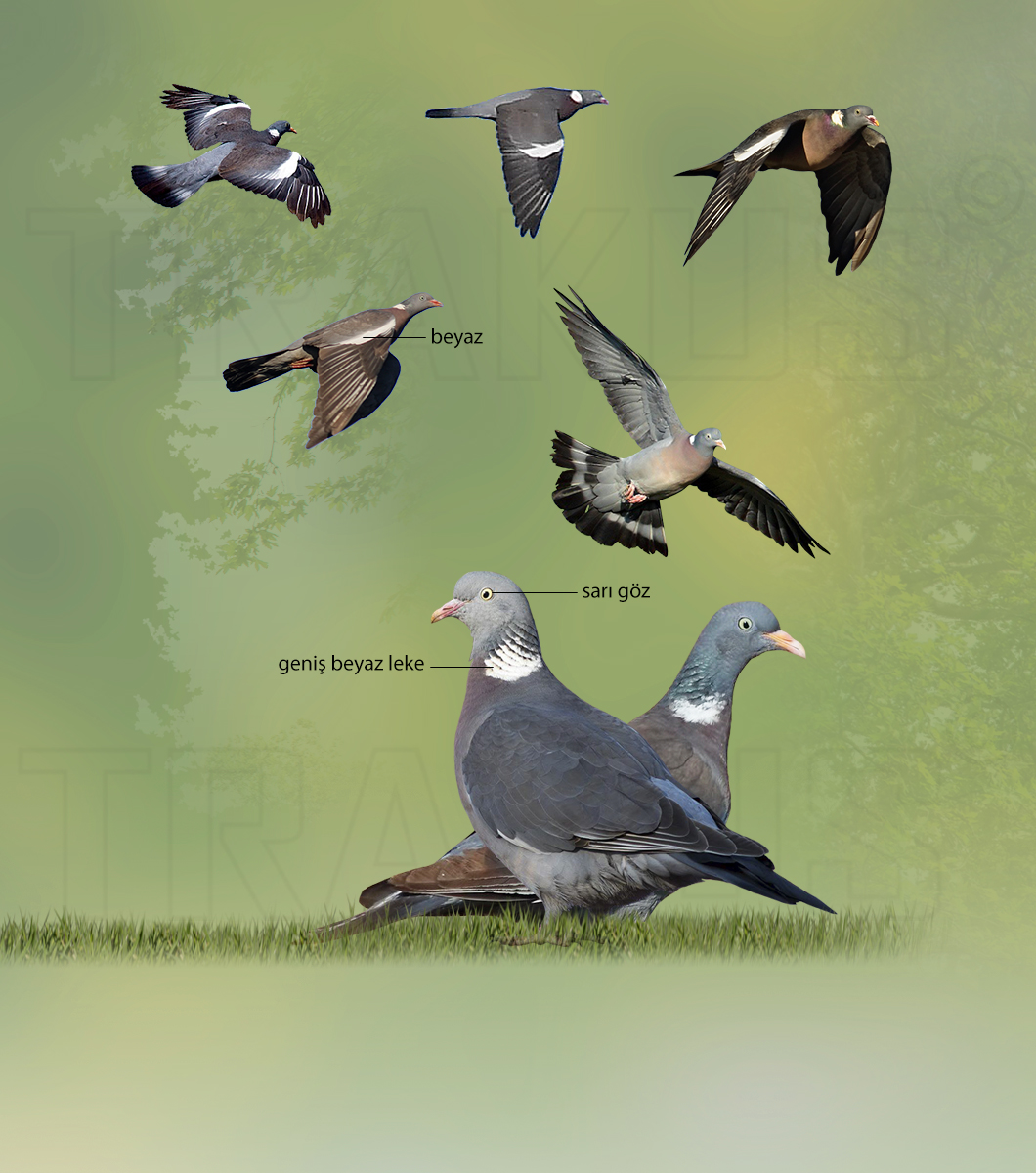 Common Wood Pigeon