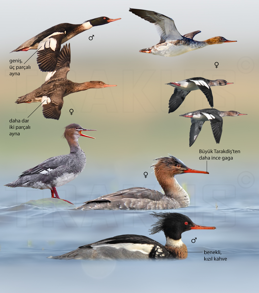 Red-breasted Merganser