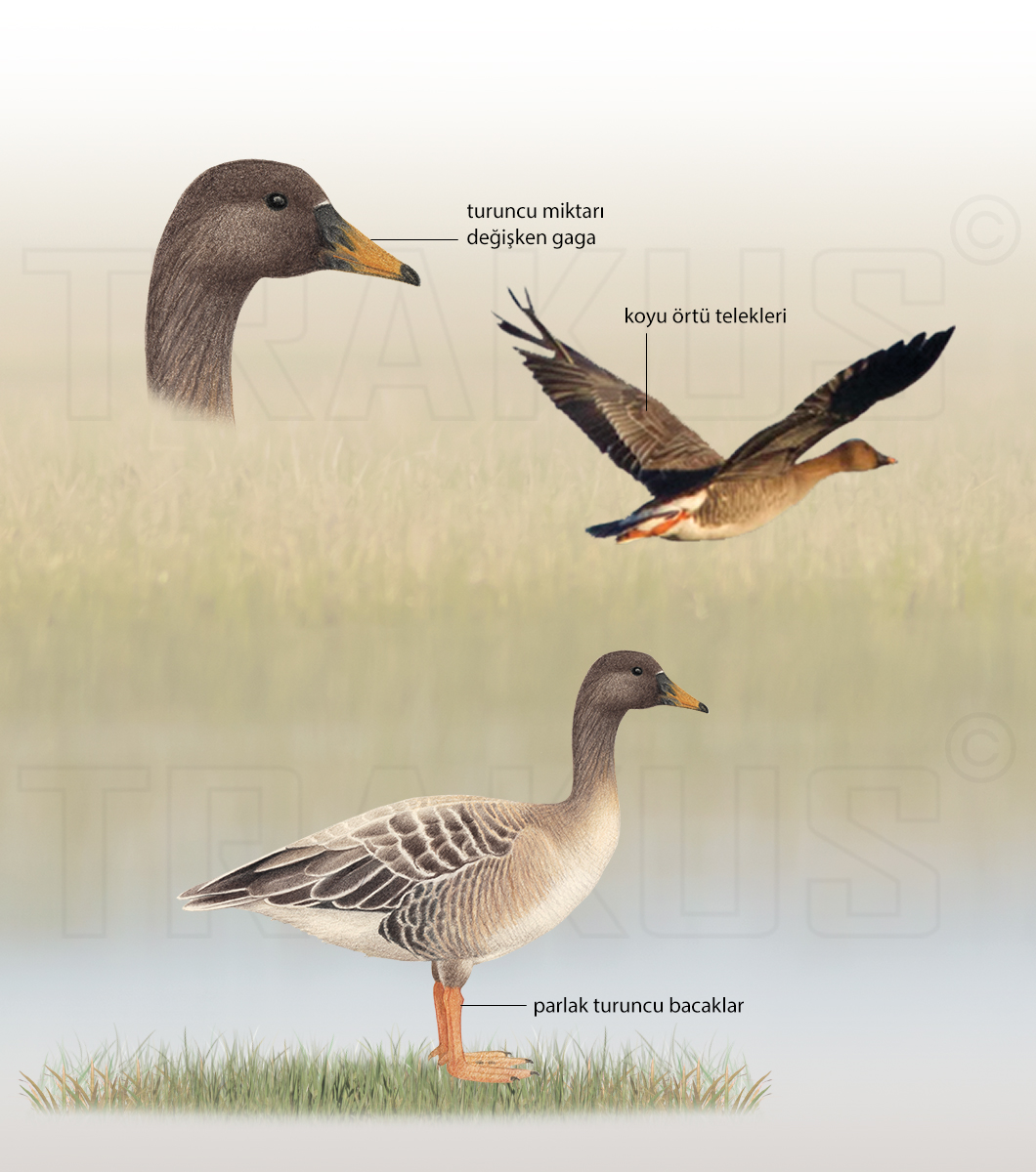 Taiga/Tundra Bean Goose
