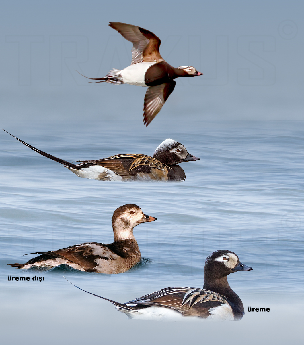 Long-tailed Duck