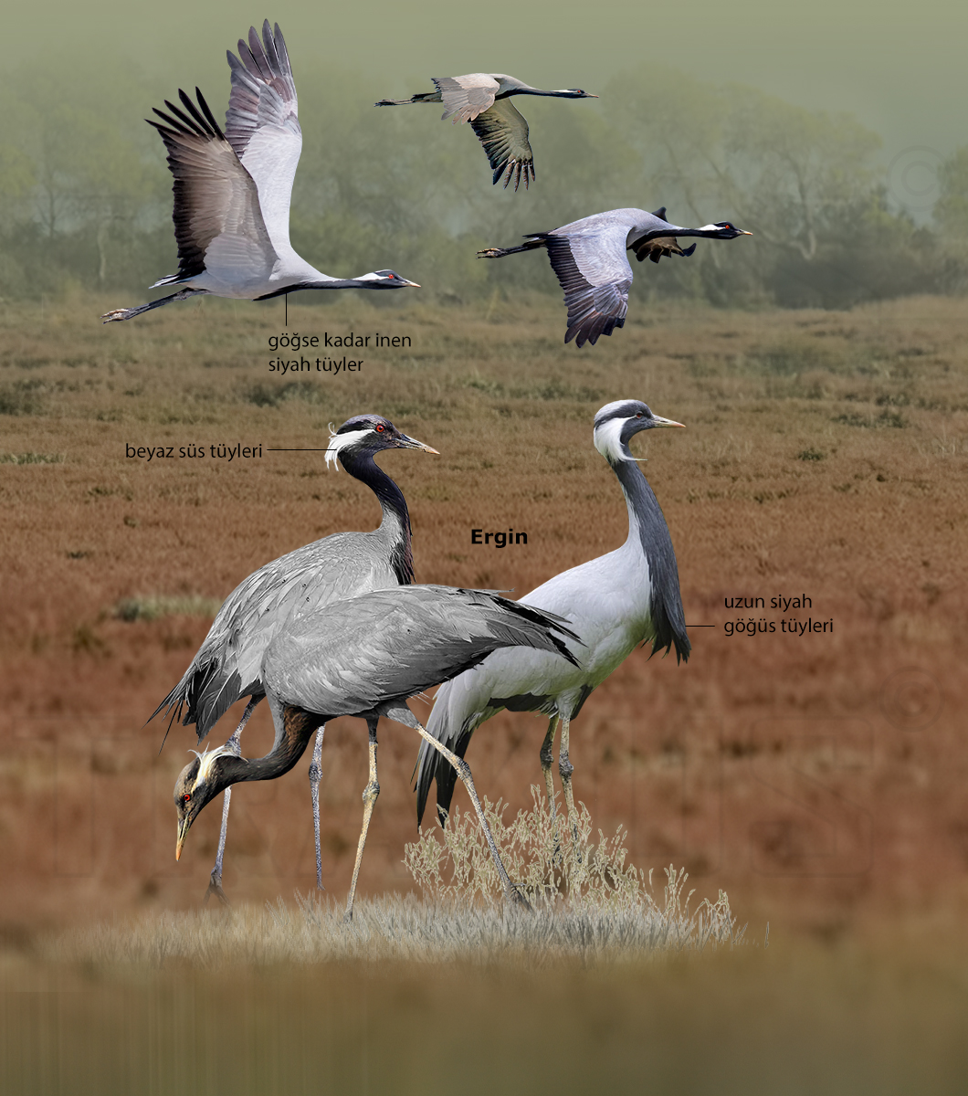 Demoiselle Crane