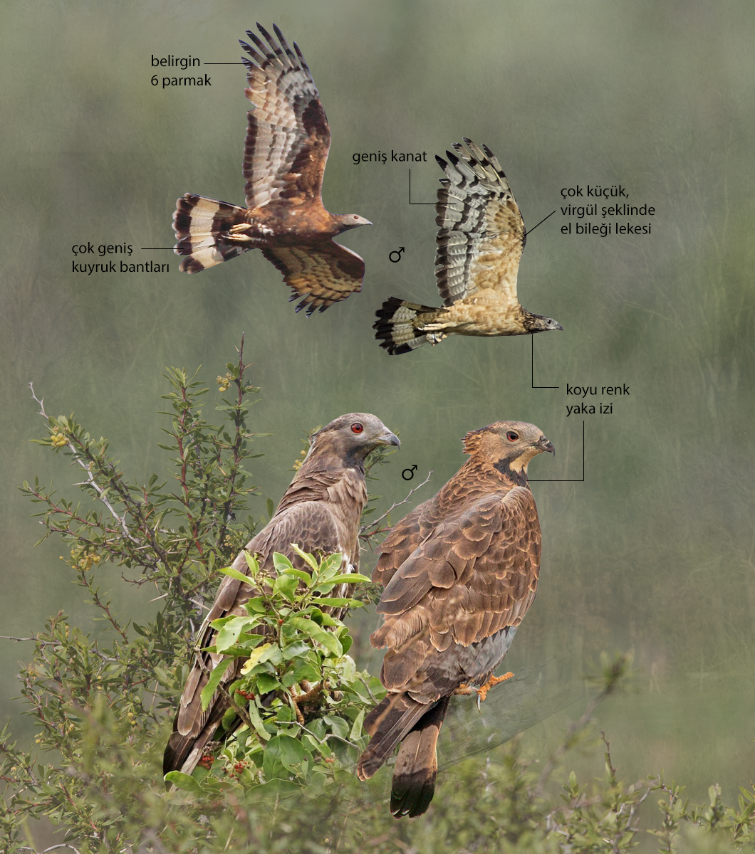 Crested Honey Buzzard