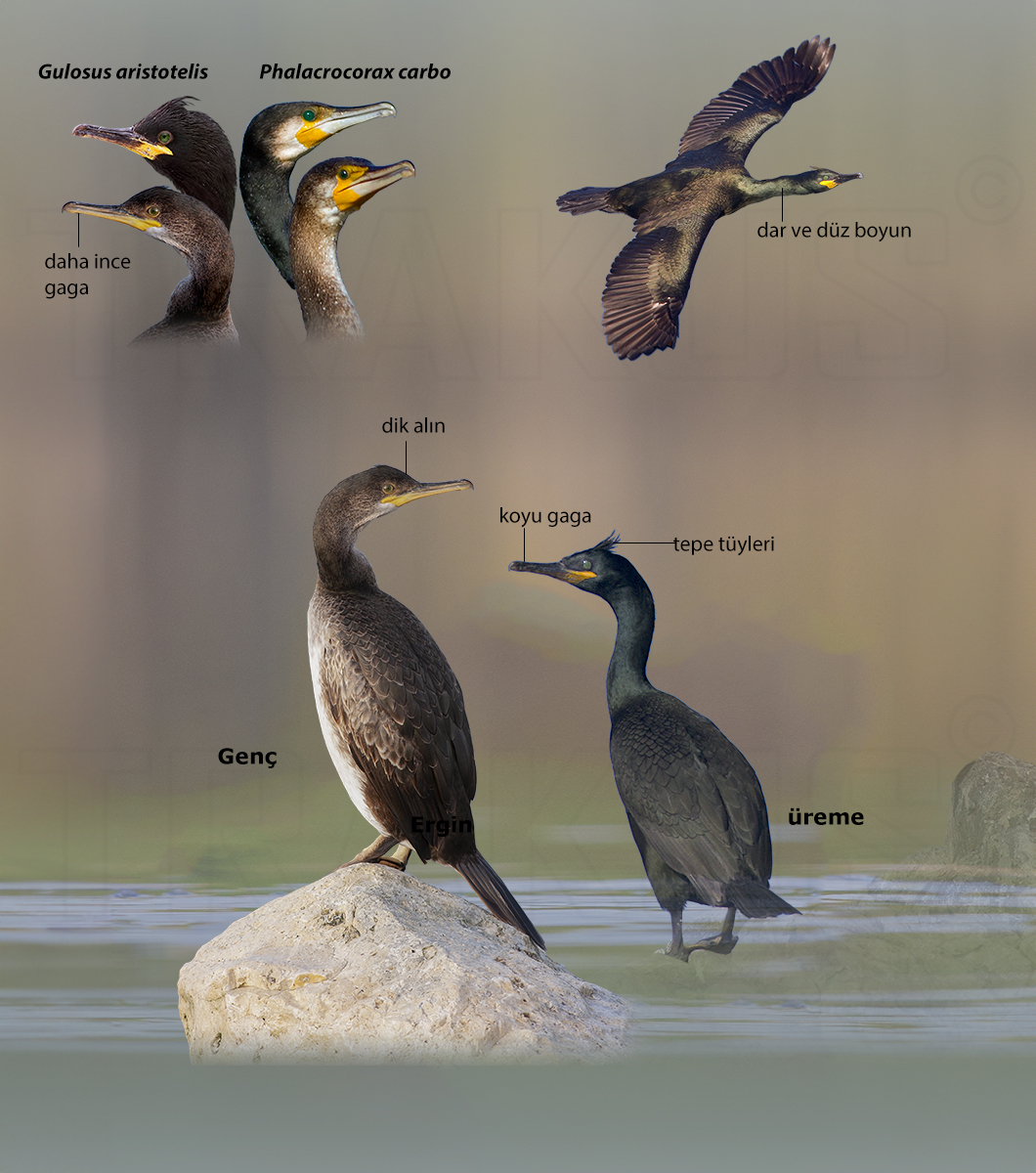 European Shag