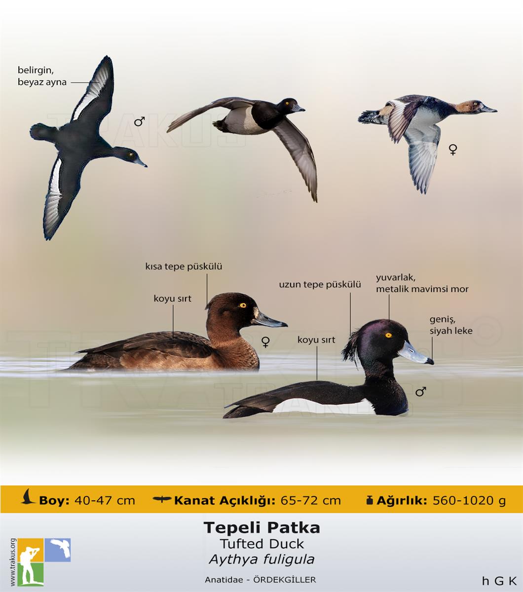 Tufted Duck