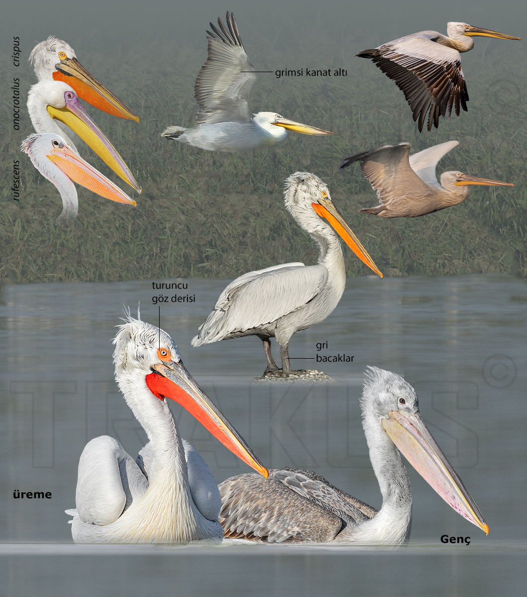 Dalmatian Pelican