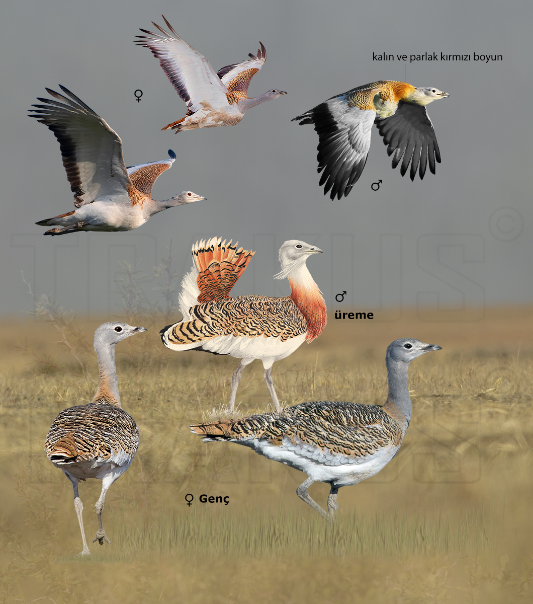 Great Bustard
