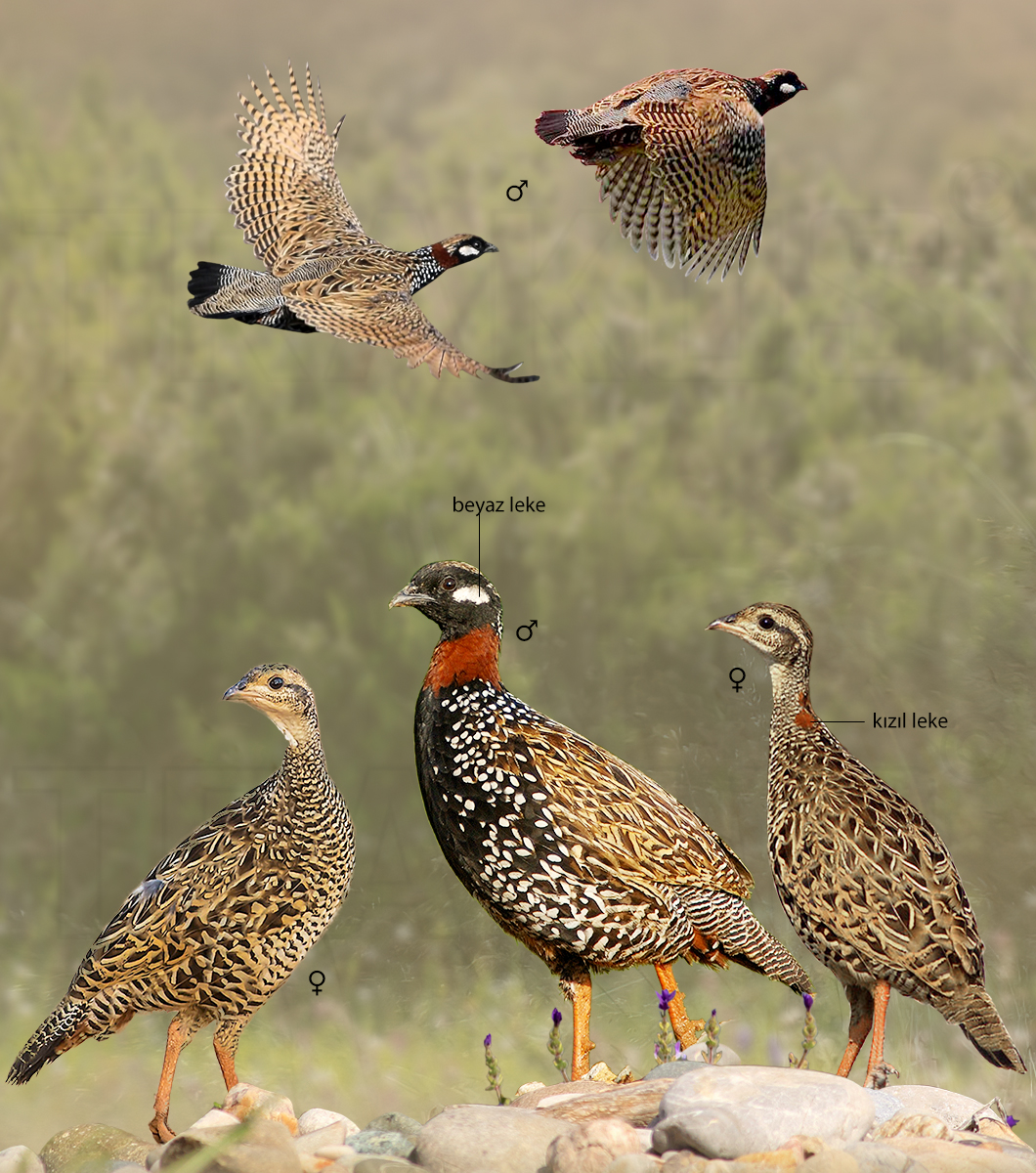 Black Francolin
