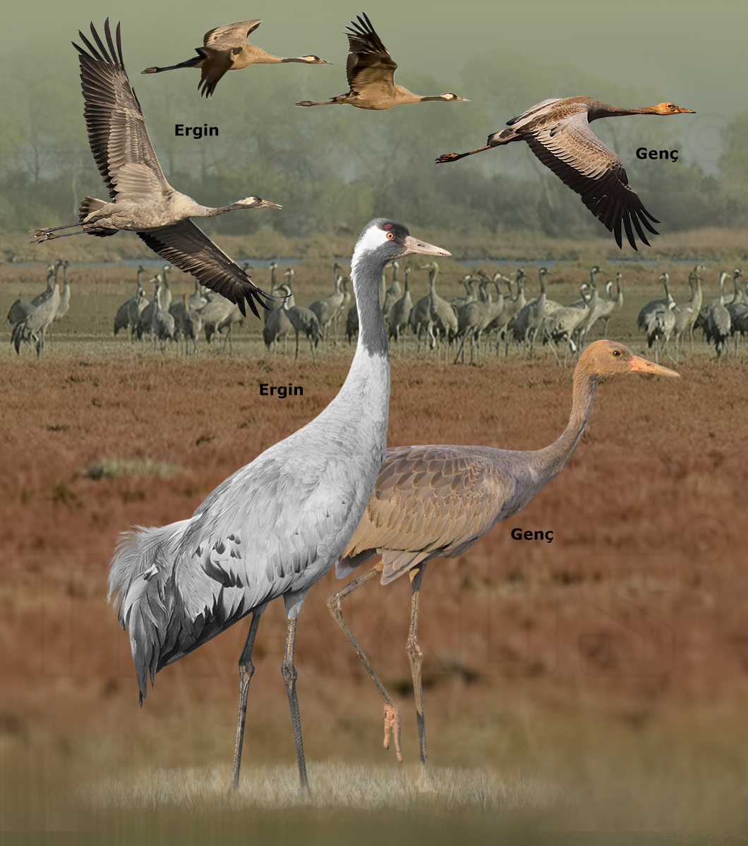 Common Crane