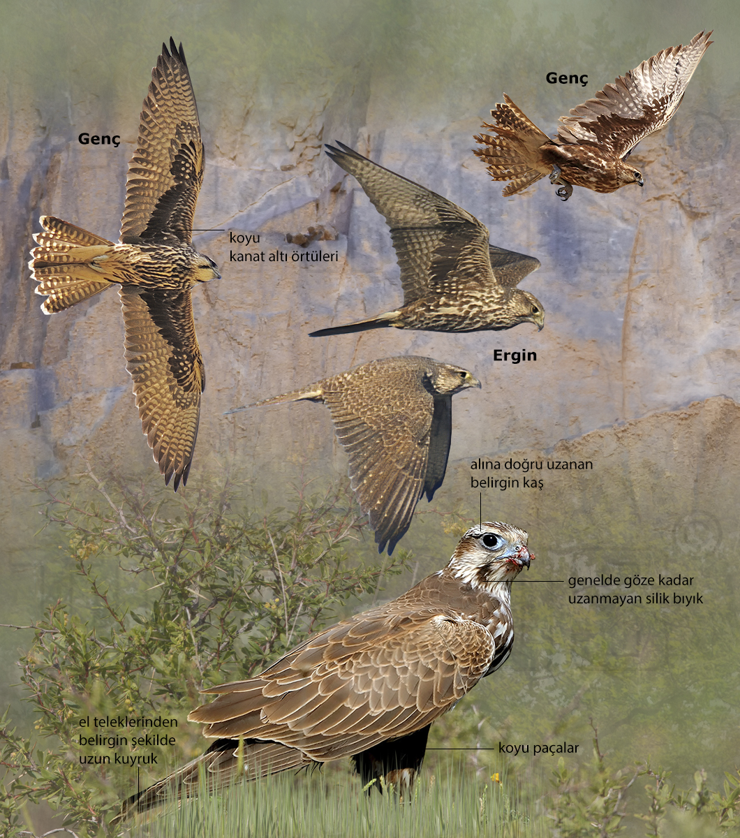 Saker Falcon