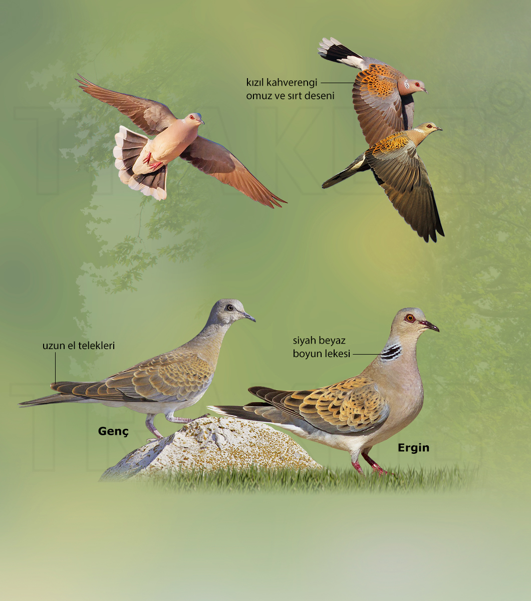 European Turtle Dove