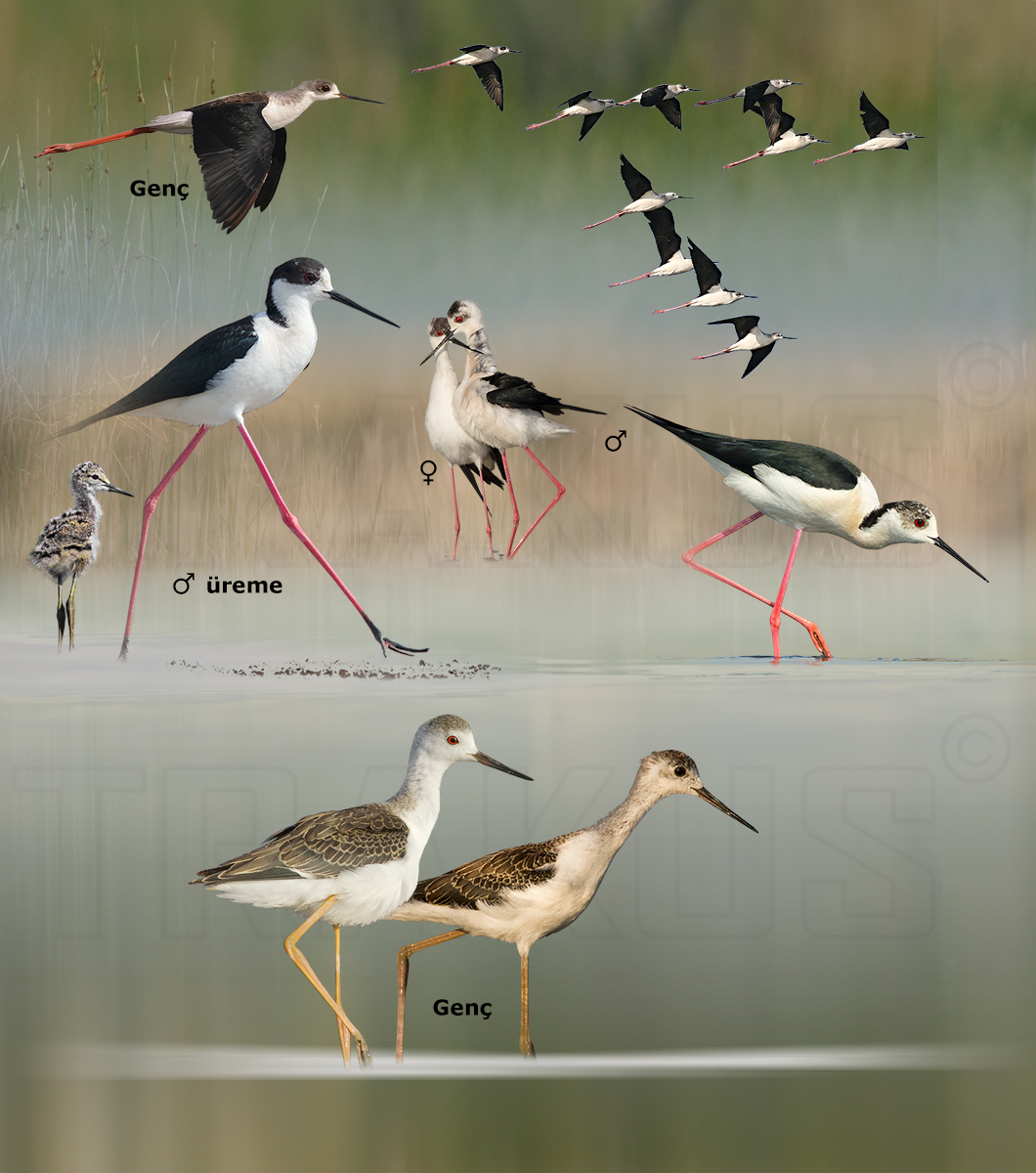Black-winged Stilt