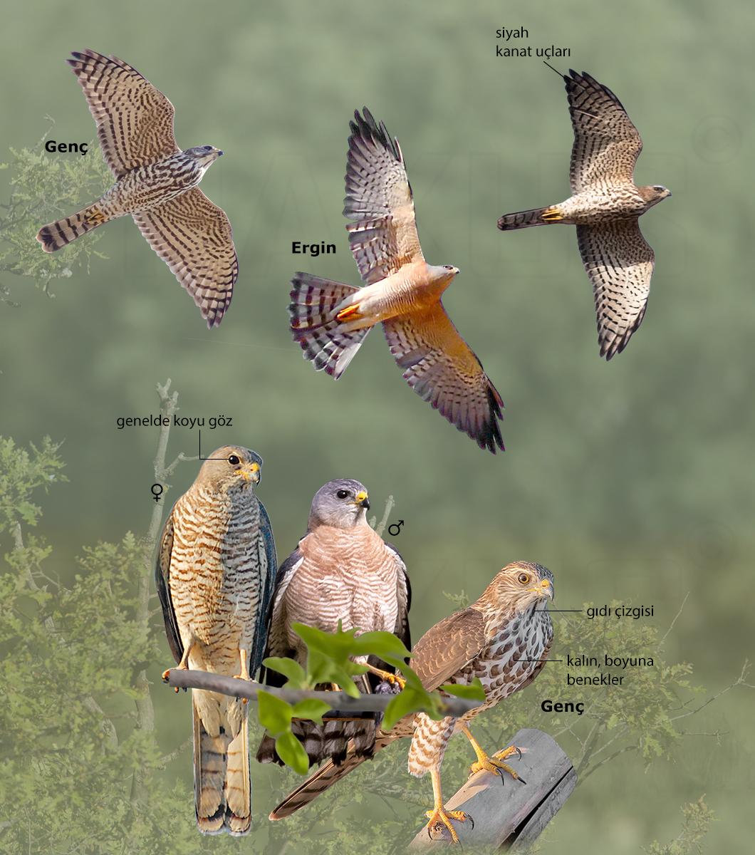 Levant Sparrowhawk