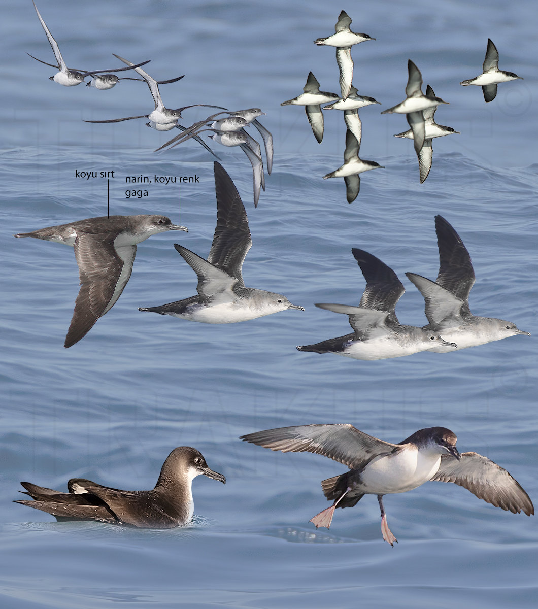 Yelkouan Shearwater