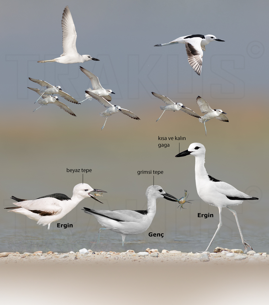 Crab-plover