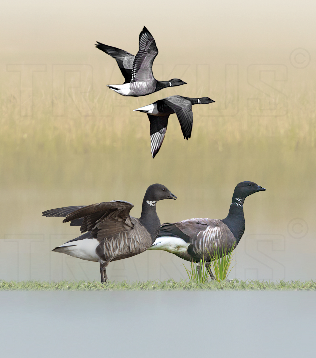 Brant Goose