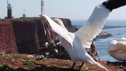 Sümsükkuşu / Northern Gannet