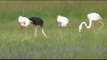 Siyah Flamingo