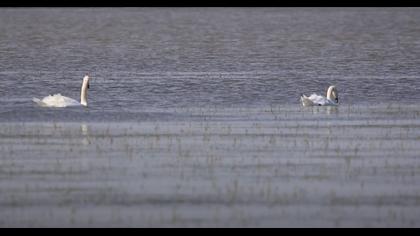 Kuğu / Mute Swan