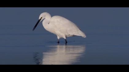 Türkiyenin kuşları-VI