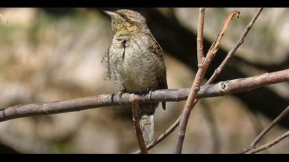 Boyunçeviren Eurasian Wryneck