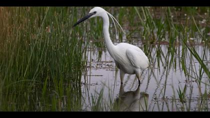 Canon 800mm f/11