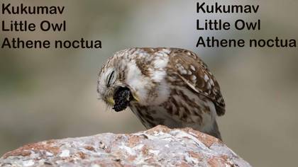 Kukumav