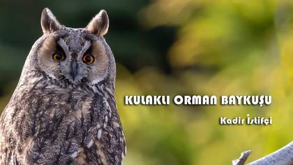 KULAKLI ORMAN BAYKUŞU