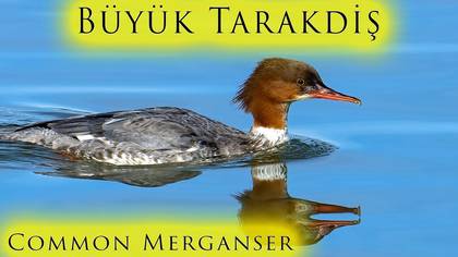 Büyük Tarakdiş