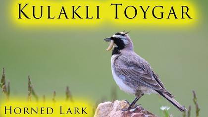 Kulaklı Toygar