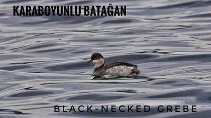 Karaboyunlu batağan