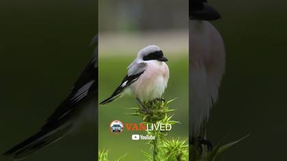 Karaalınlı örümcekkuşu