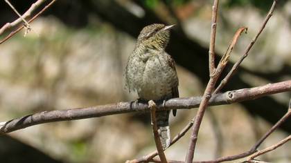 Boyunçeviren Eurasian Wryneck