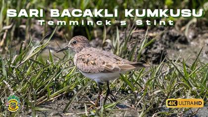 Sarıbacaklı Kumkuşu