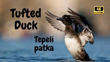 Tepeli Patka