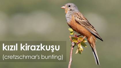 Kızıl Kirazkuşu