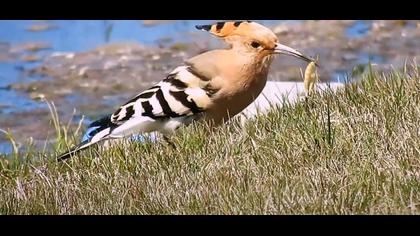 İbibik Eurasian Hoopoe / Upupa