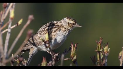 Orman Toygarı  Woodlark