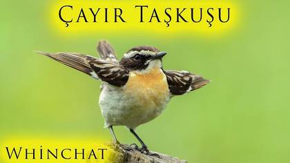 Çayır Taşkuşu