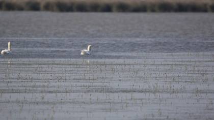 Kuğu / Mute Swan