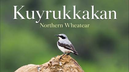 Kuyrukkakan