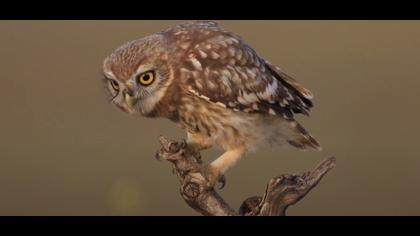 Kukumav - Little Owl