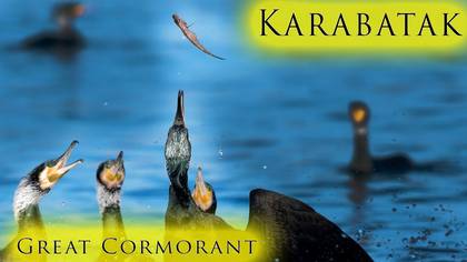 Karabatak