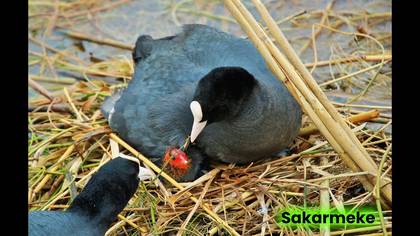 Sakarmeke