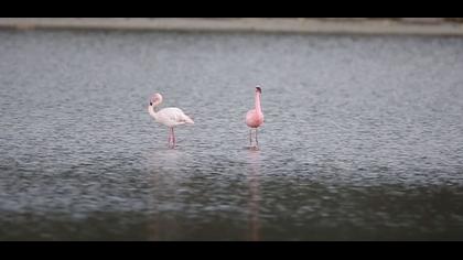 Küçük Flamingo