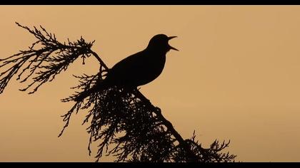 Karatavuk / Common Blackbird