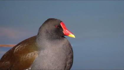 SU TAVUĞU